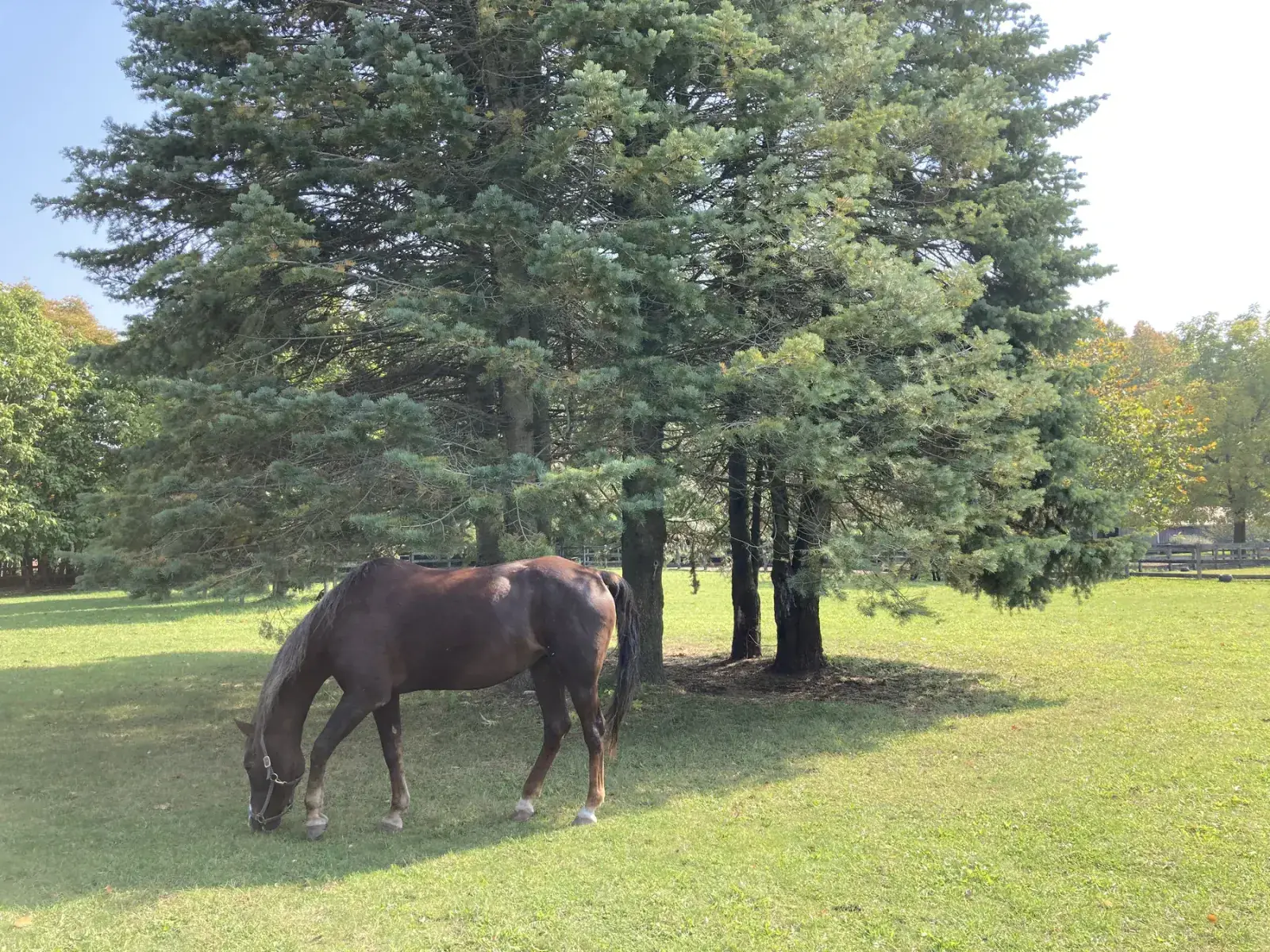 Pagpapastol ng kabayo sa bukid malapit sa Aylmer Ontario