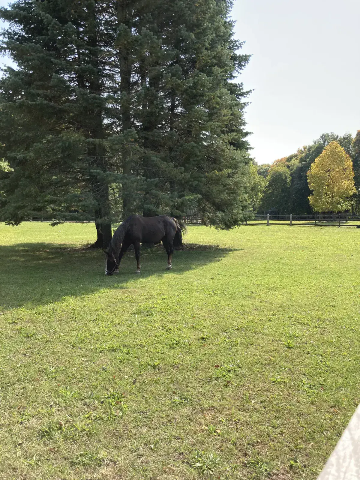 Kabayo sa isang berdeng bukid malapit sa mga puno sa kanayunan ng Ontario