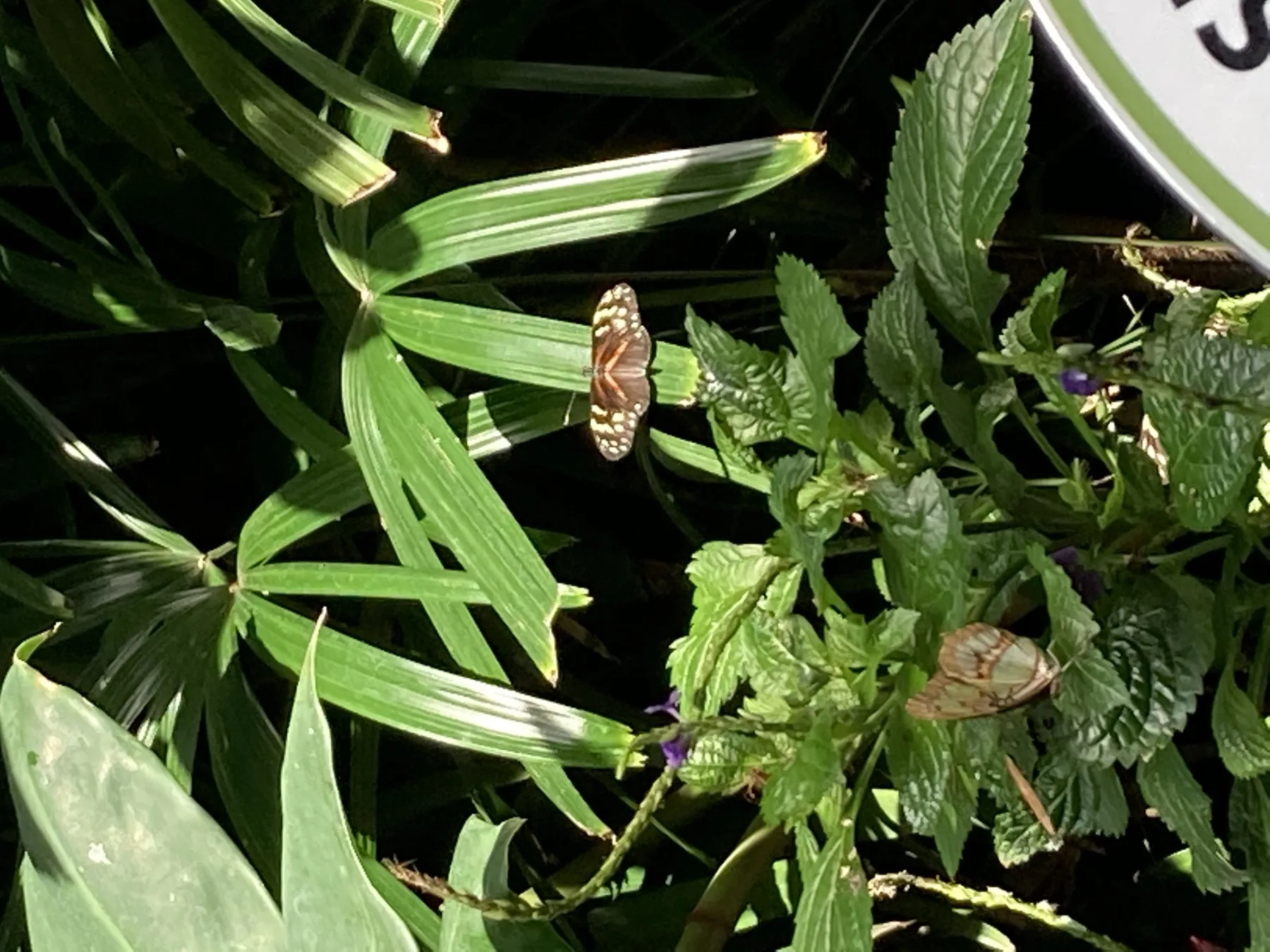 Butterflies and tropical plants at Niagara Parks Butterfly Conservatory