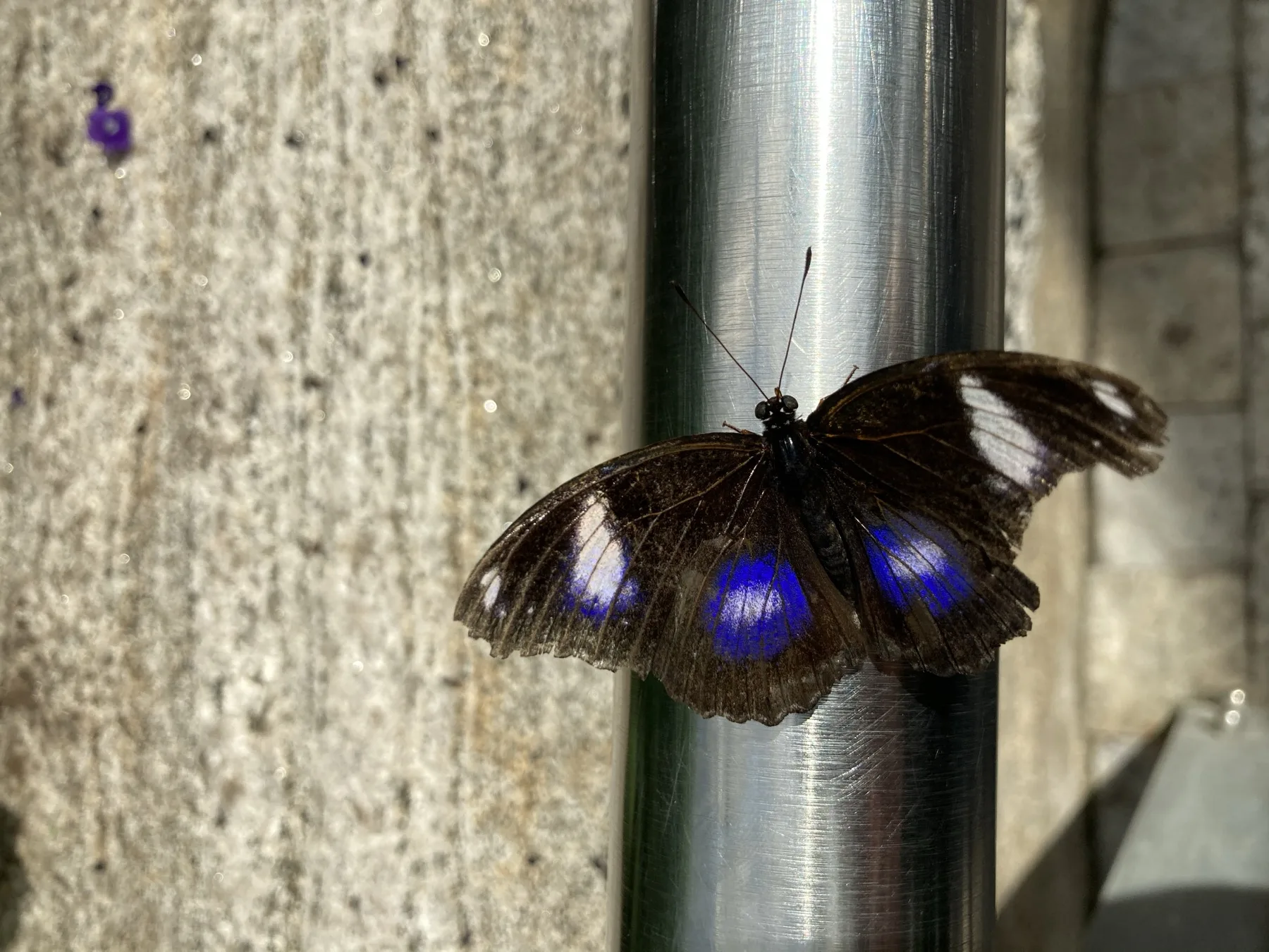 Butterfly at the Niagara Parks Butterfly Conservatory
