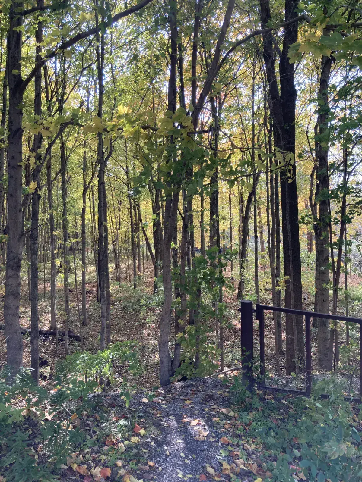 Wooded nature trail near Sparta Ontario