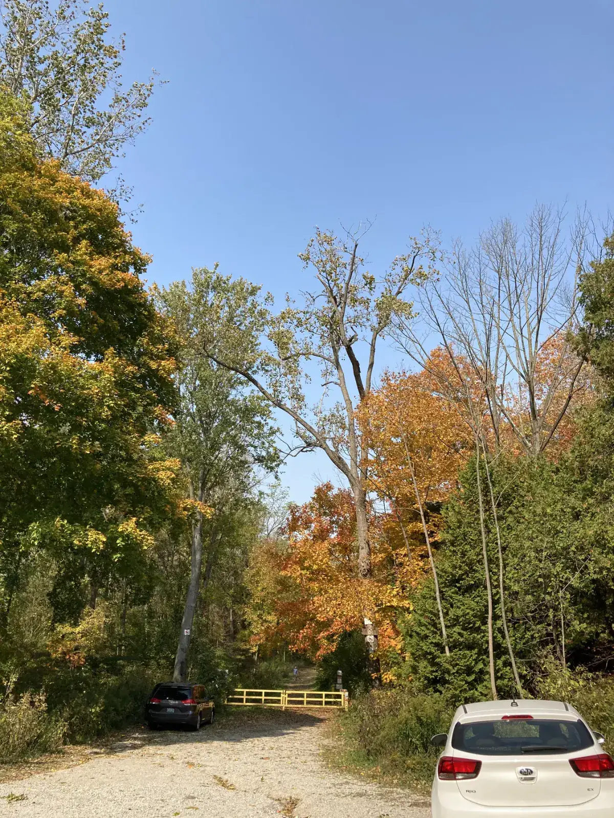 Rural road and fall trees near Sparta Ontario