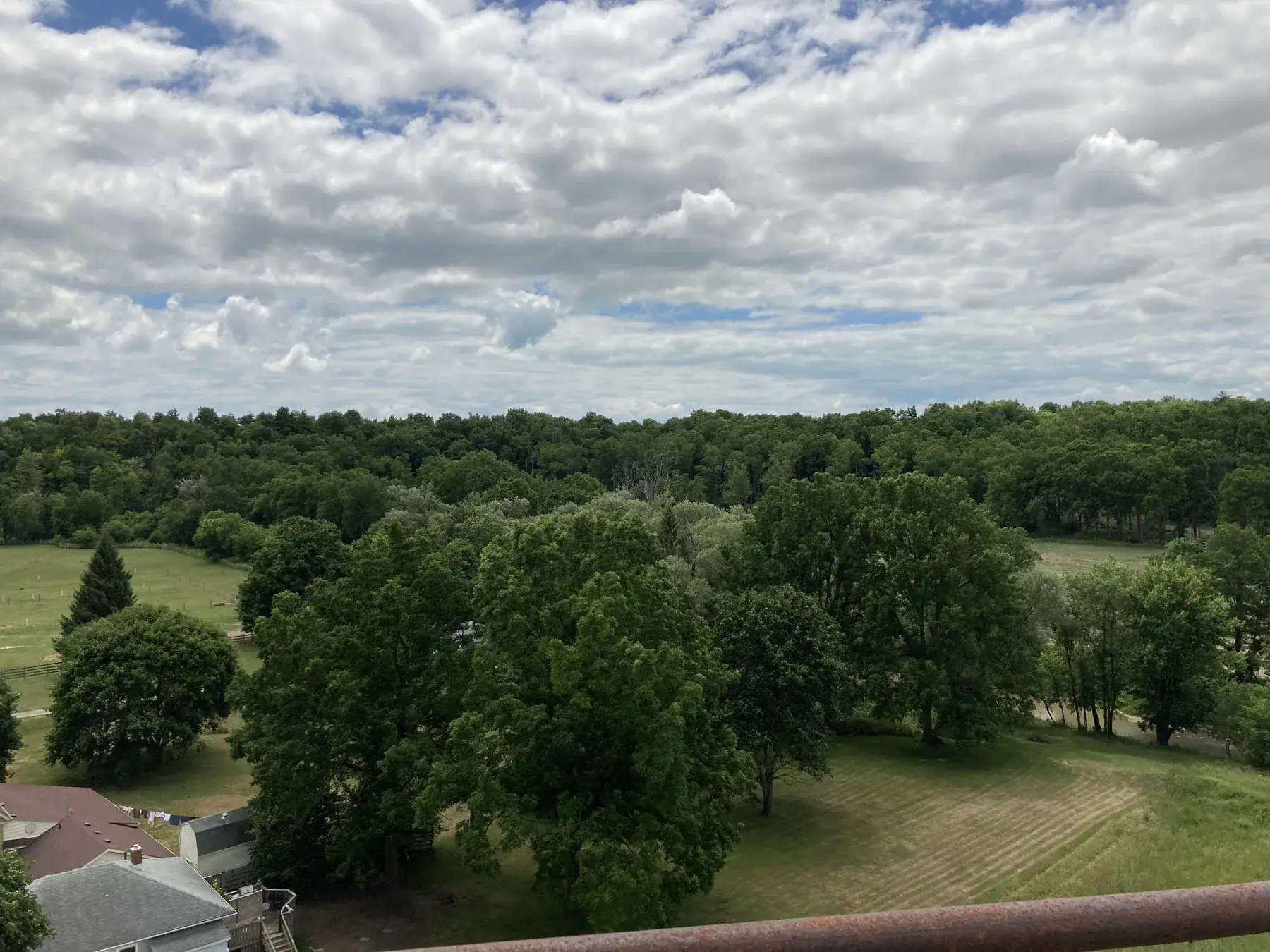 Tree canopy view from St. Thomas Elevated Park