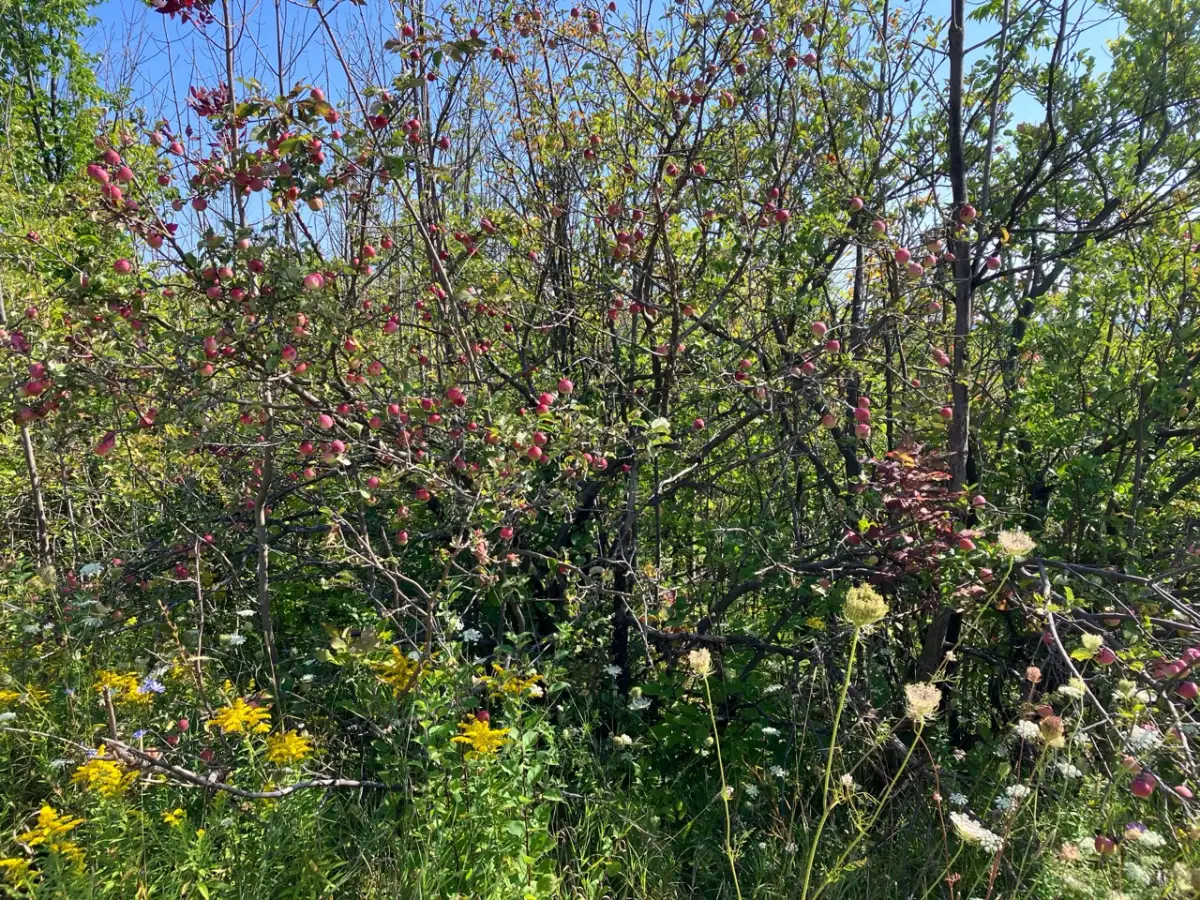 Apple trees and wildflowers near Cheltenham Badlands in Caledon