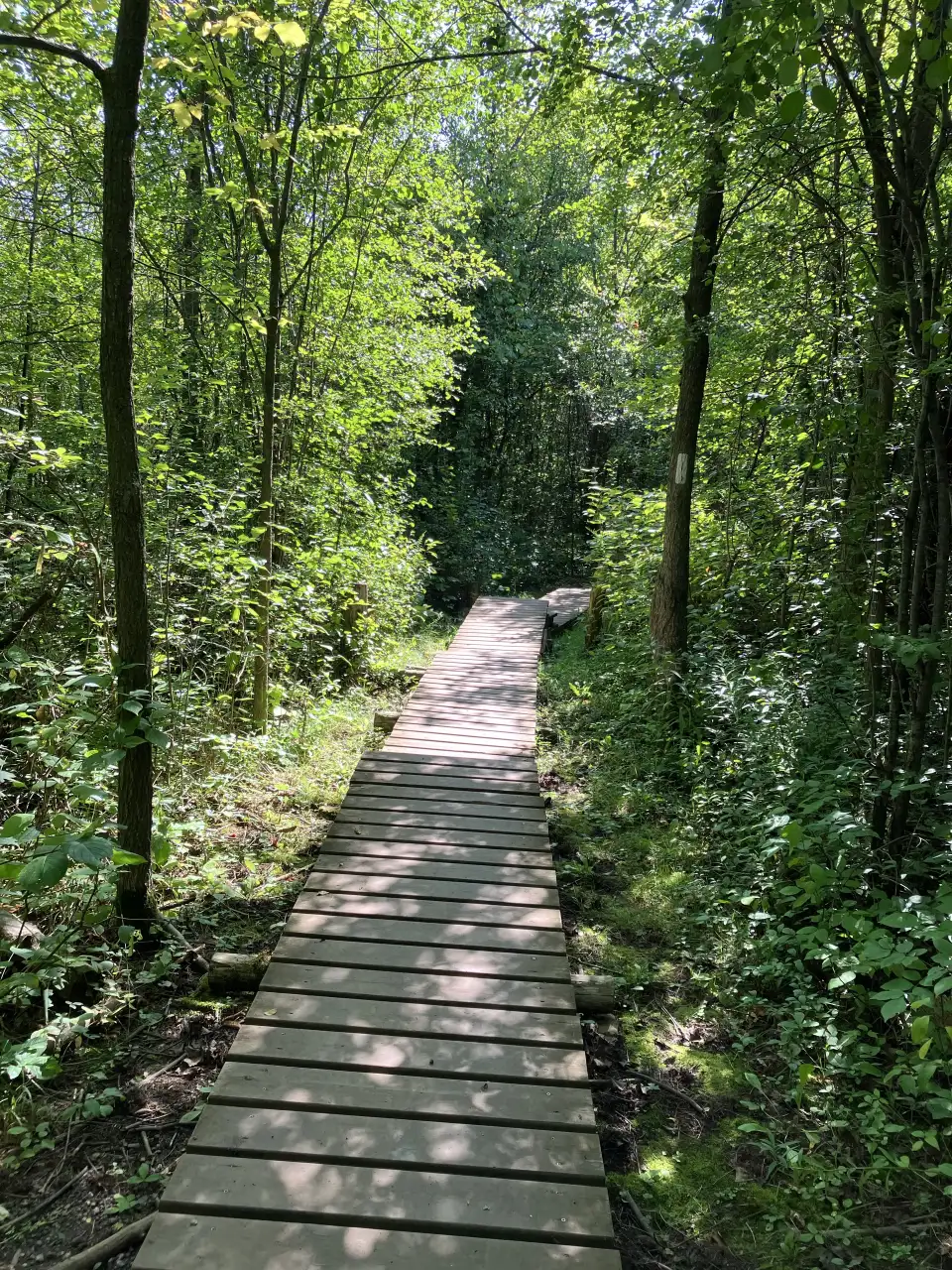 Wooden boardwalk trail through forest near Cheltenham Badlands