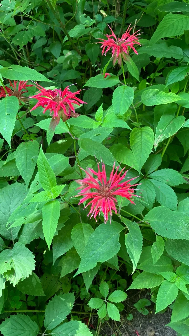 Red bee balm flowers near the Dorchester trail