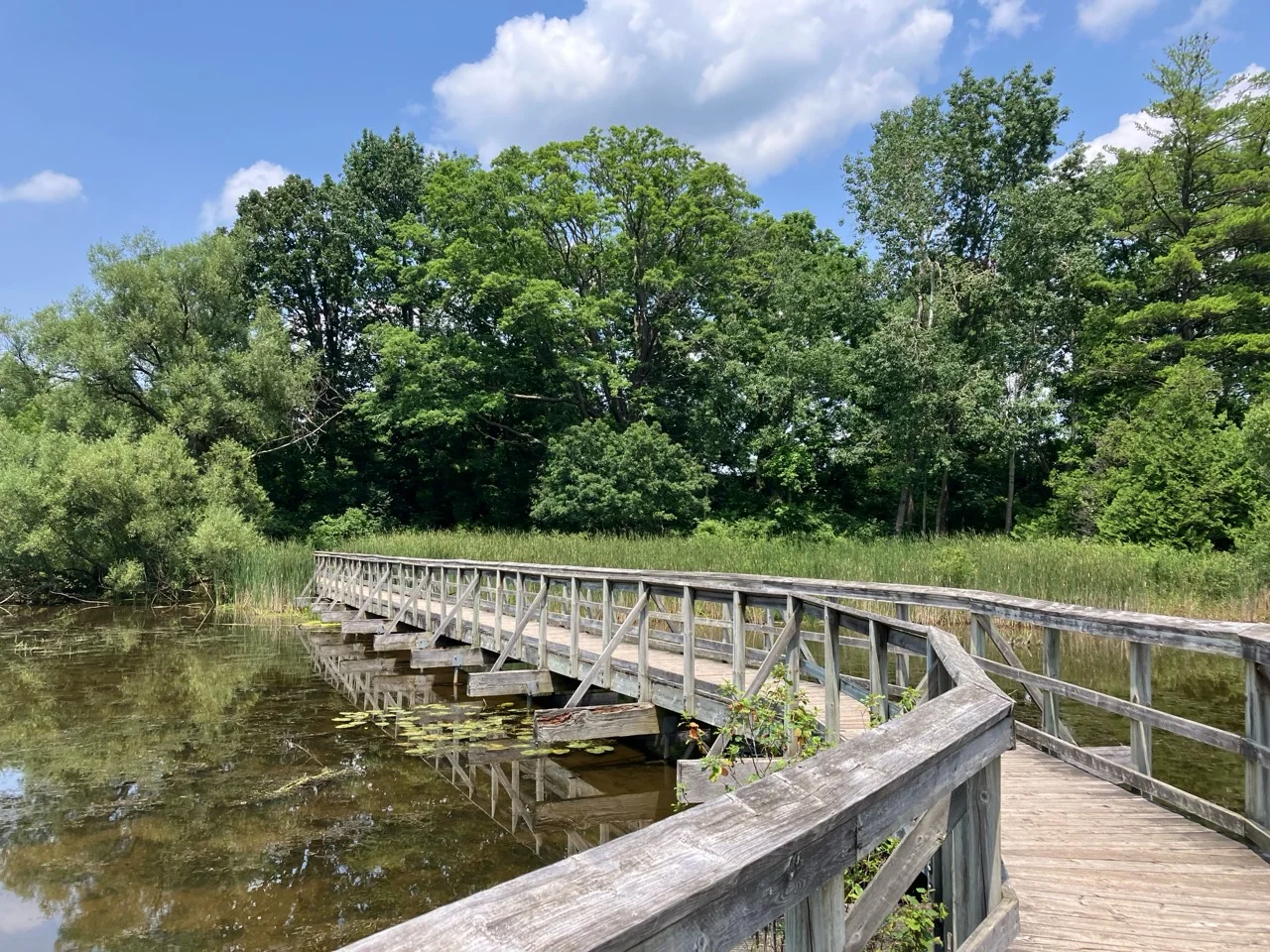 Wooden boardwalk over water at Dorchester Conservation Area