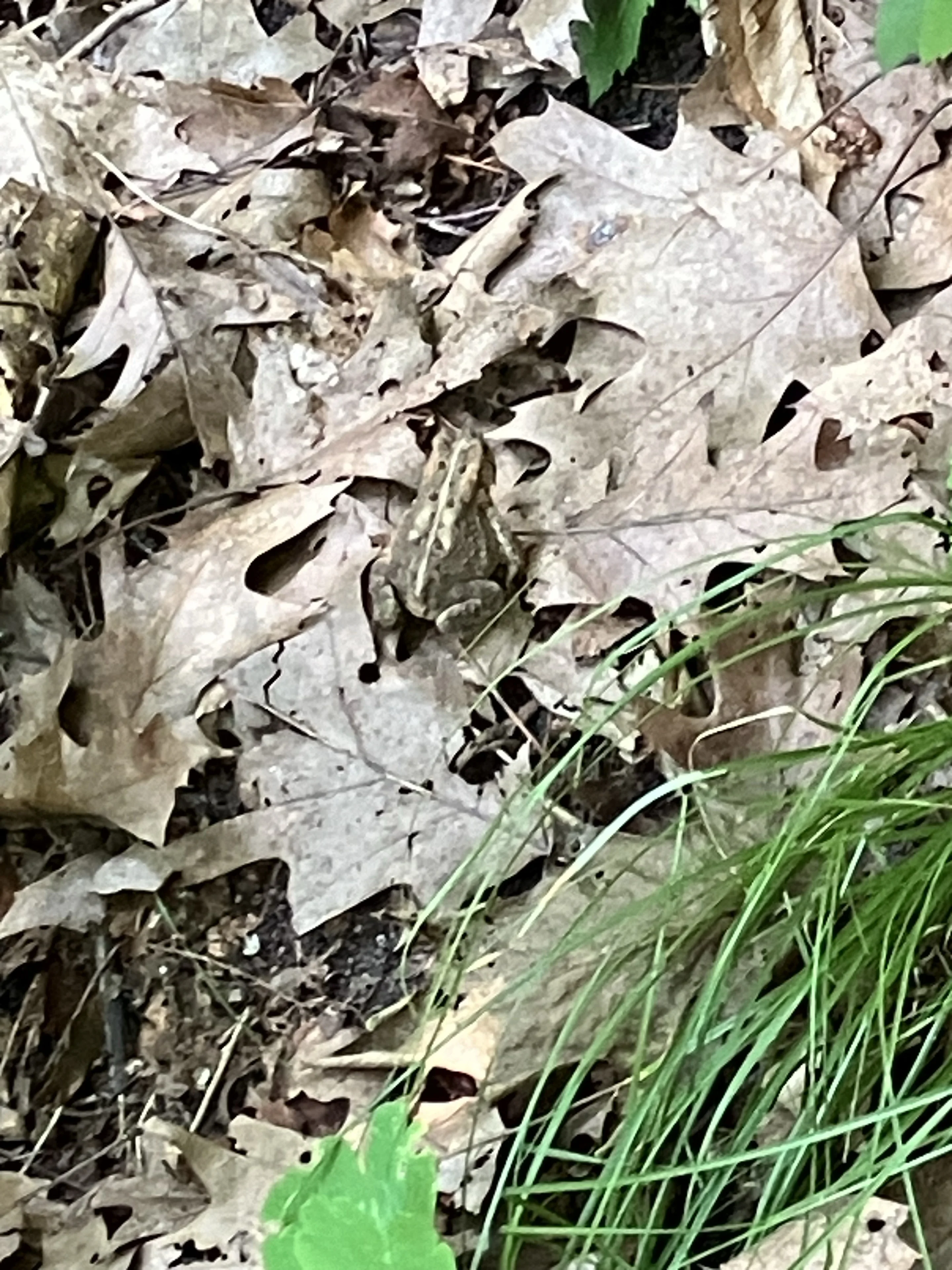 Frog in leaf litter at Dorchester