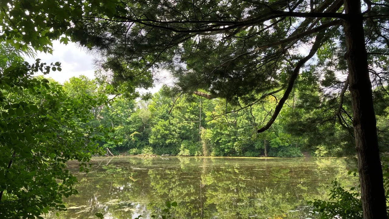 Forested wetland at Dorchester Swamp