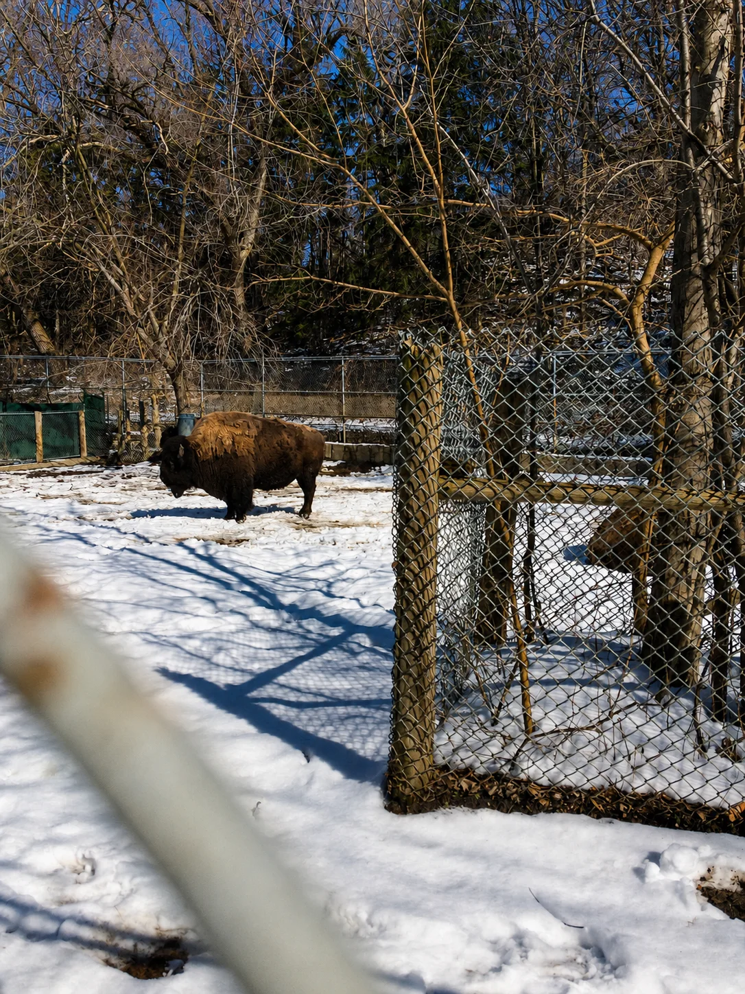 Bison at the High Park Animal Display in winter