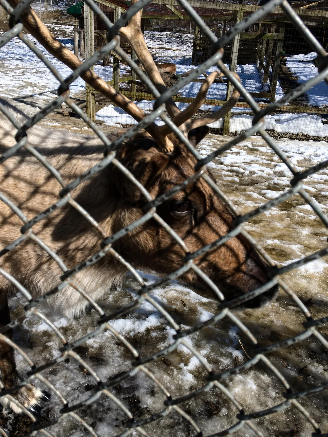 Deer at the High Park Animal Display in winter