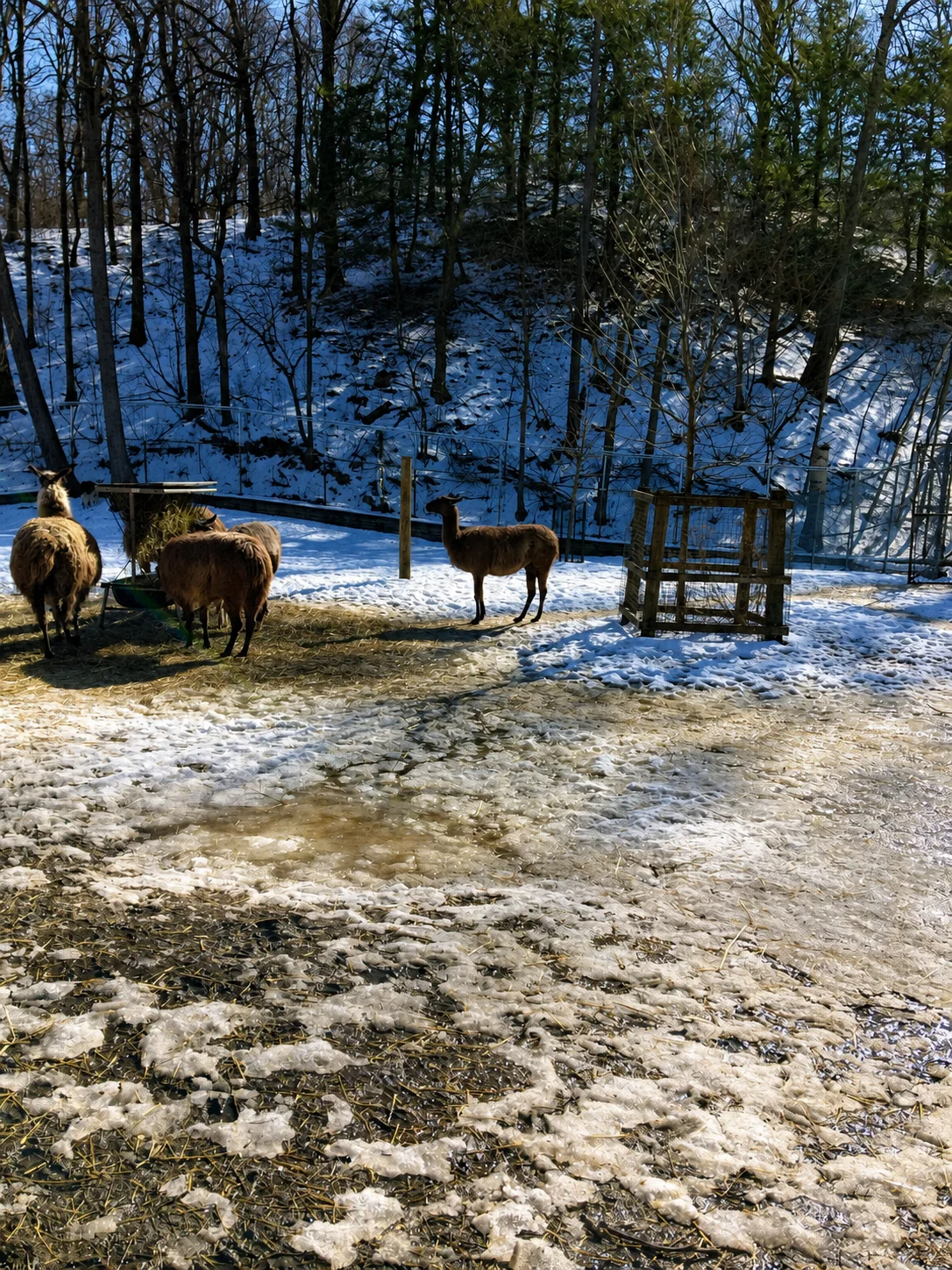 Llamas at the High Park Animal Display in winter