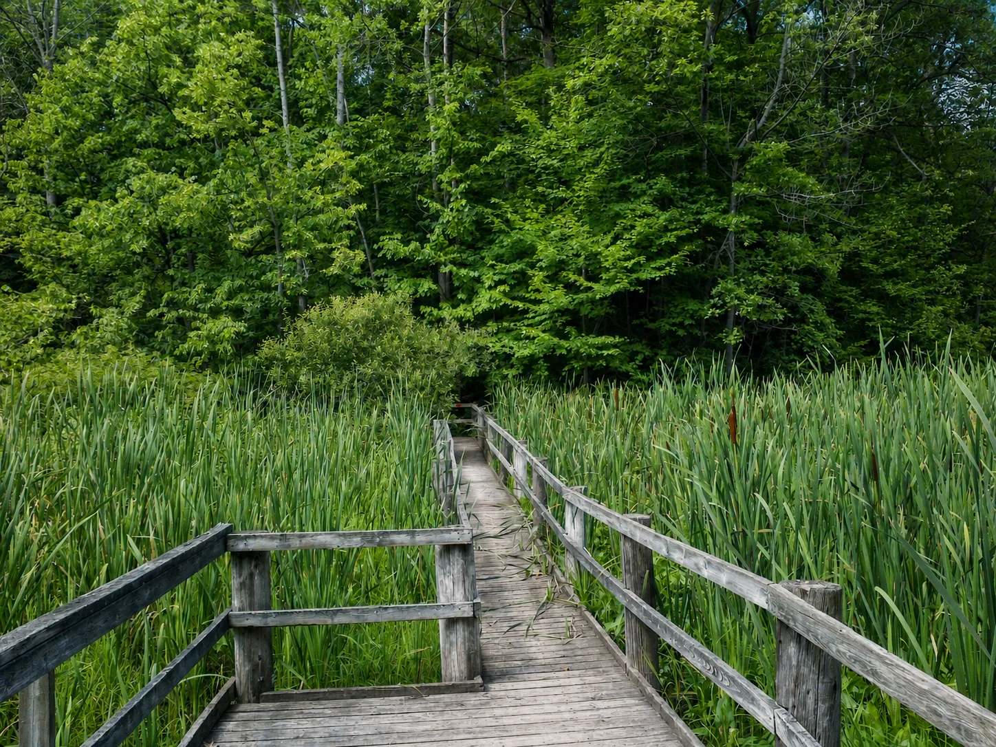 Boardwalk through the Longwoods wetland