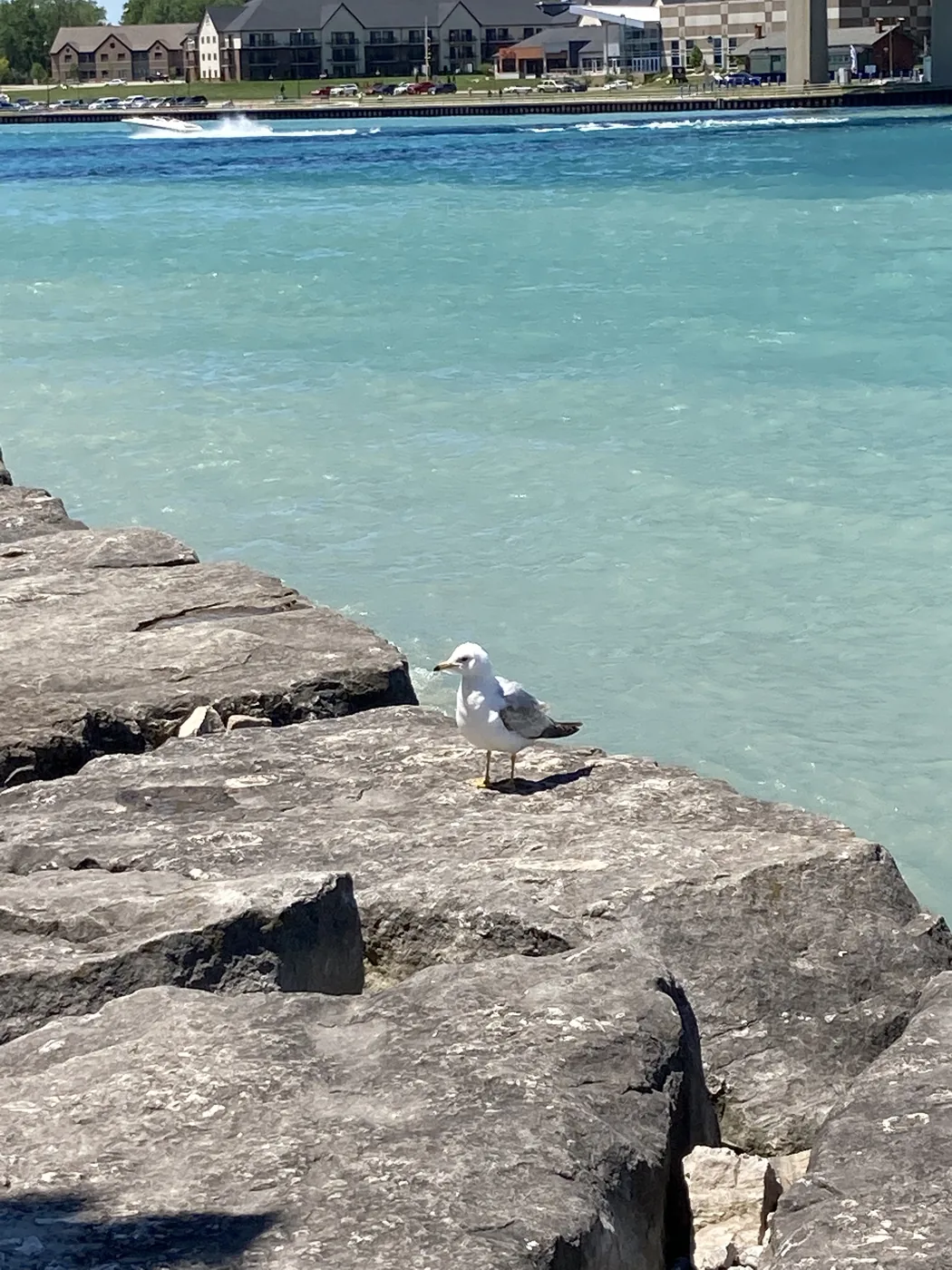 Point Edward rocks, gull, and blue water along the riverfront walk