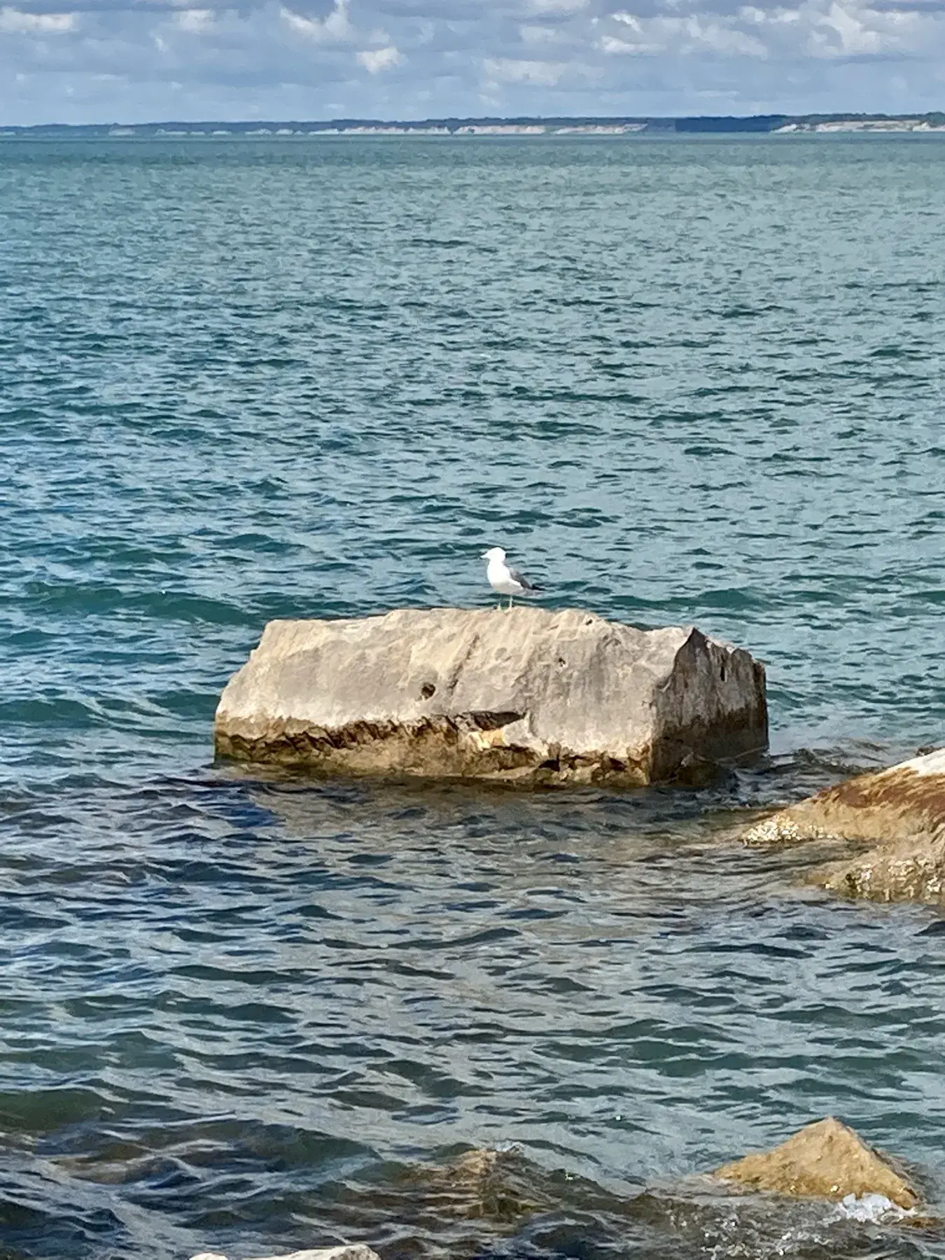 Seagull on a rock in Lake Erie at Port Stanley