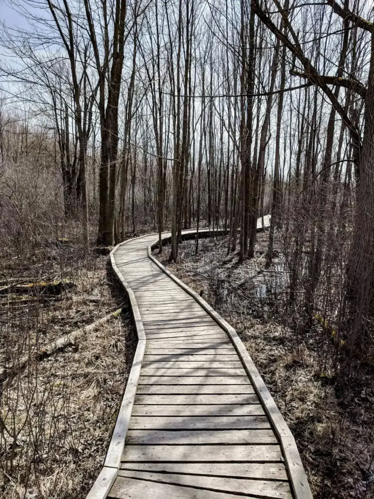 Sifton Bog