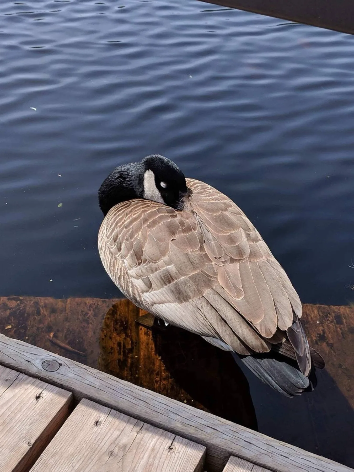 Canada goose resting beside the Sifton Bog boardwalk and pond water