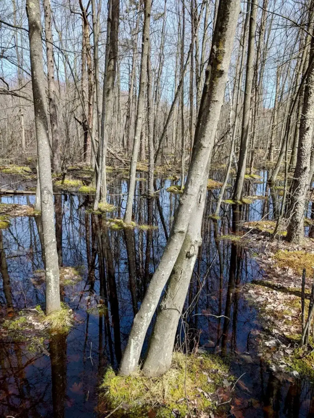 Wet swamp forest beside the Sifton Bog boardwalk with tree reflections