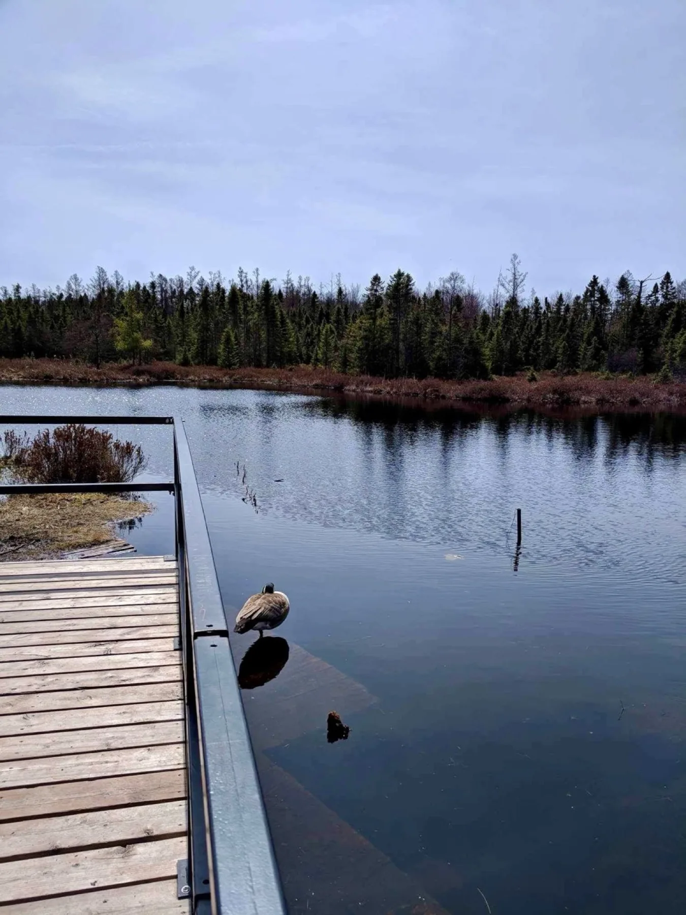 Viewing platform and goose at Redmond's Pond in Sifton Bog