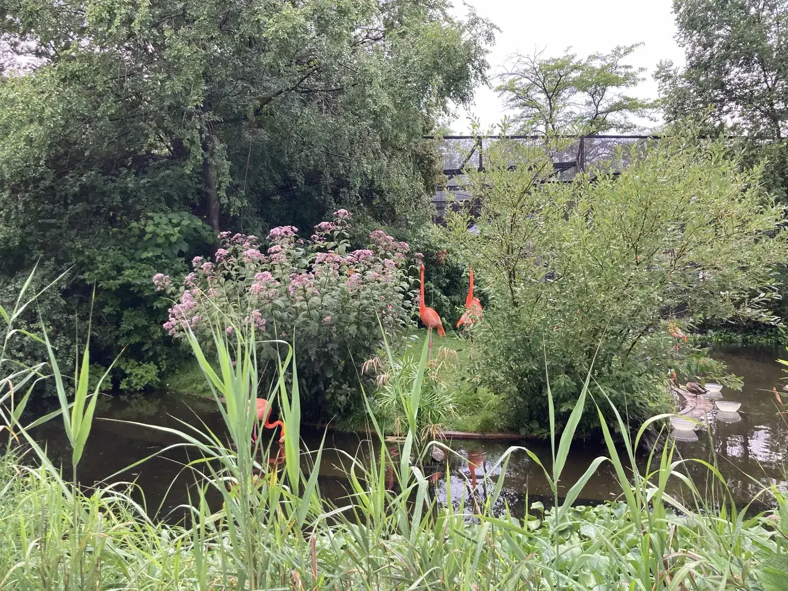 Flamingos among green plants and water at Toronto Zoo