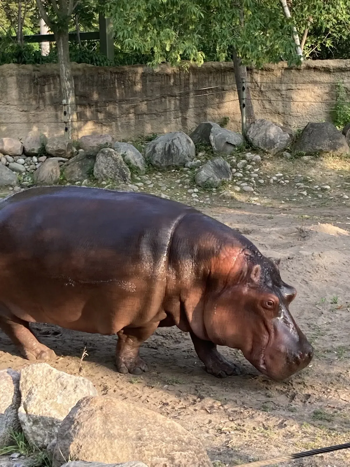 Hippopotamus walking through a sandy Toronto Zoo habitat