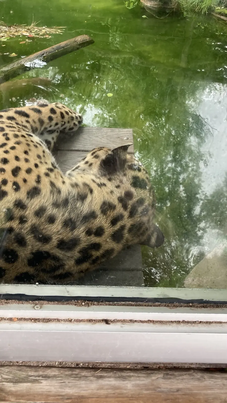 Leopard resting beside water behind glass at Toronto Zoo