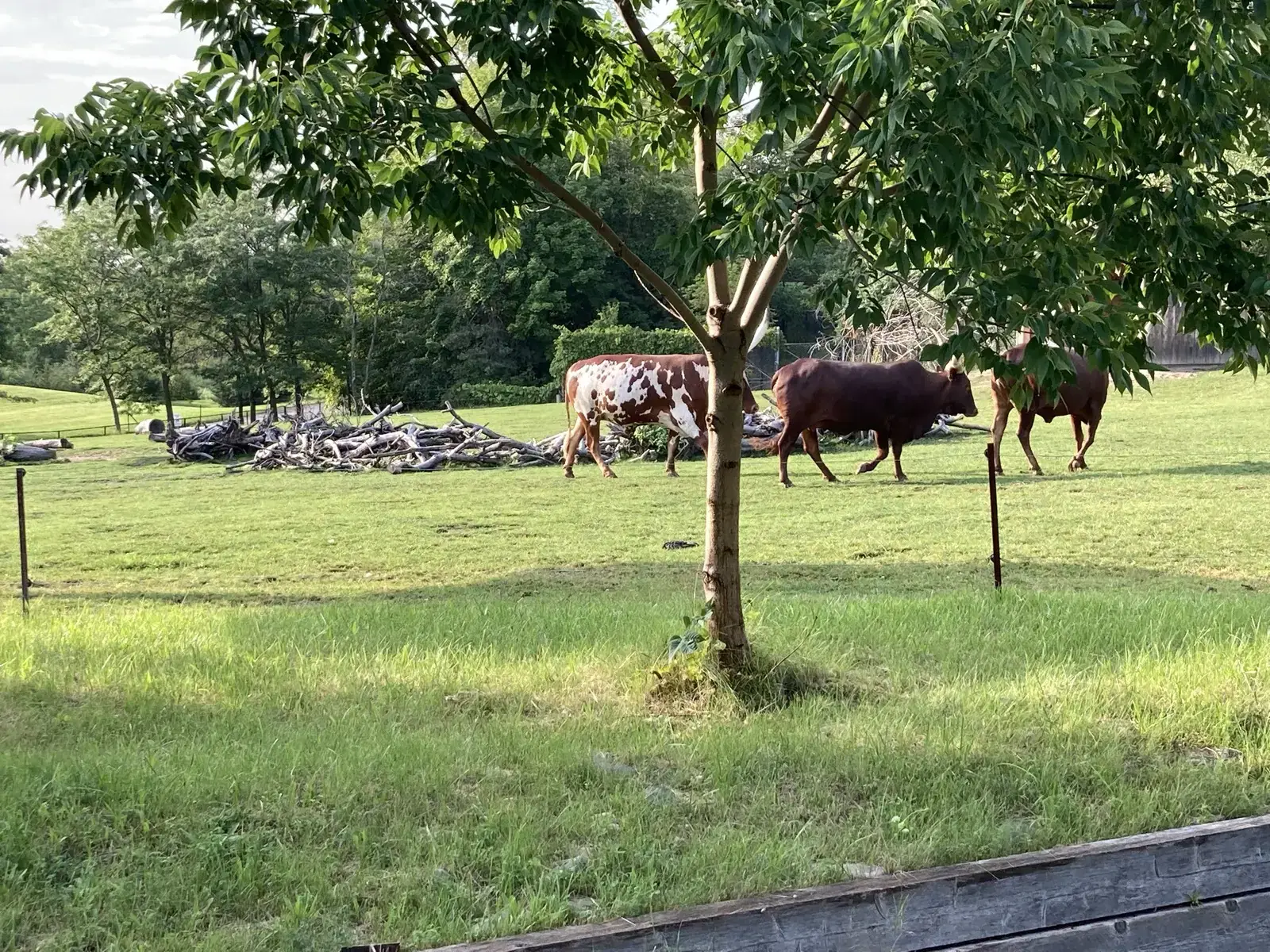 Open green pasture area with cattle at Toronto Zoo