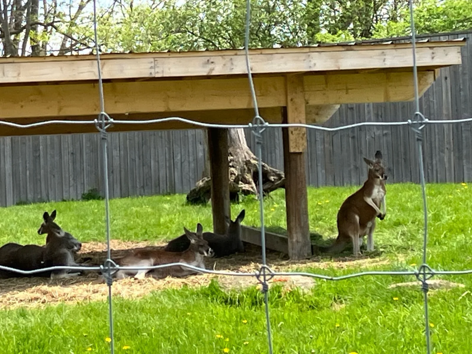 Twin Valley Zoo Brantford: Family Guide & Directions