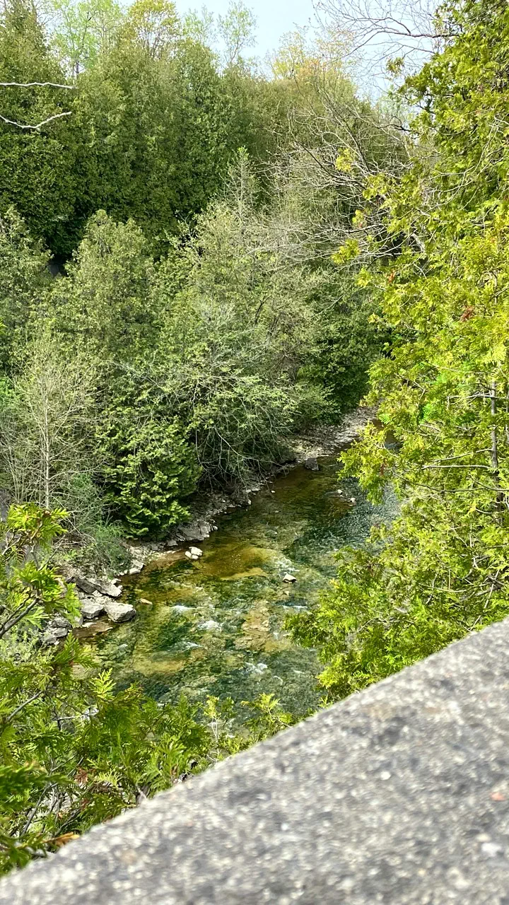 Clear Grand River water seen through trees from an Elora Gorge overlook