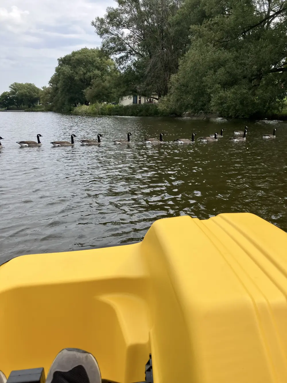 Yellow paddle boat on Stratford's Avon River with geese on the water