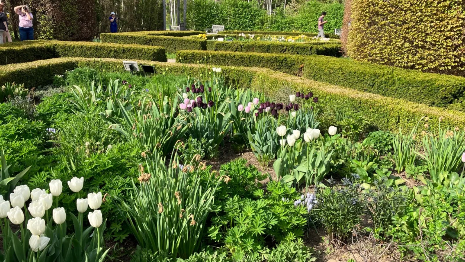 Tulips and geometric hedges in a formal garden at the University of Guelph Arboretum
