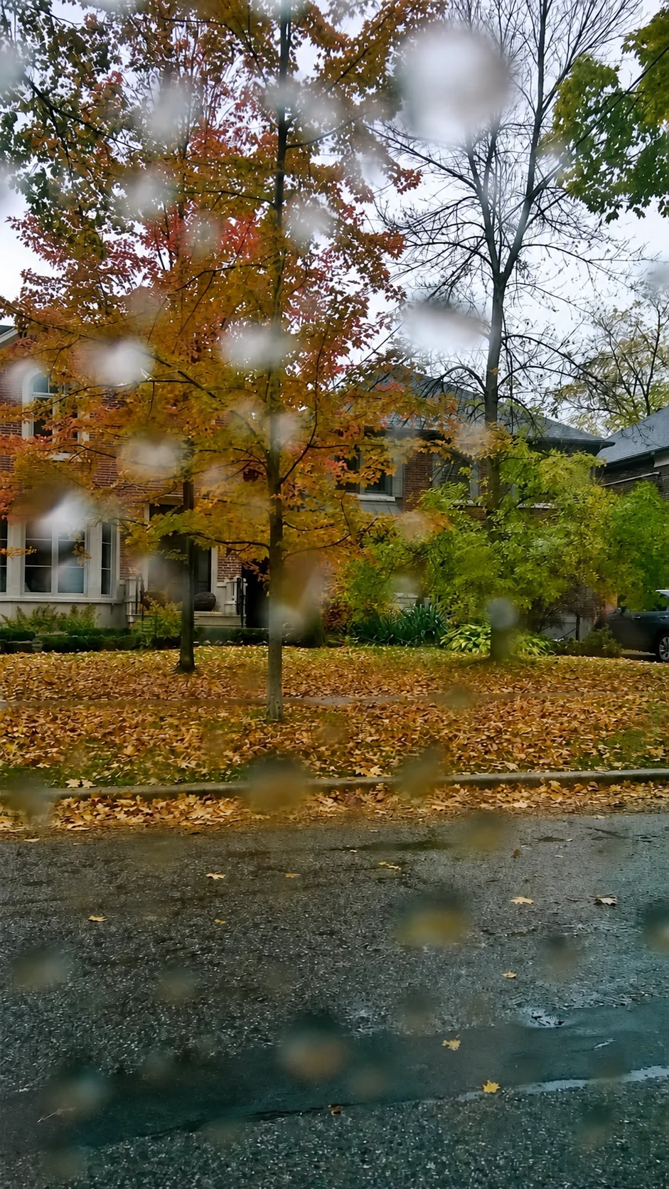 Rainy residential street in Toronto Ontario with autumn trees and wet leaves