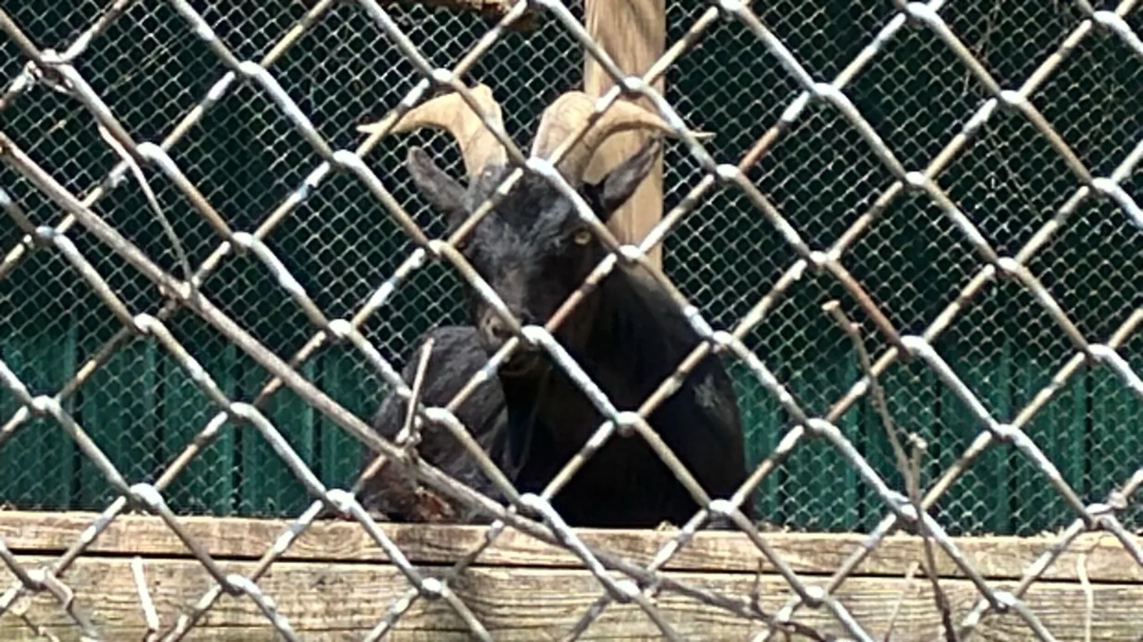 Two black African pygmy goats at Twin Valley Zoo