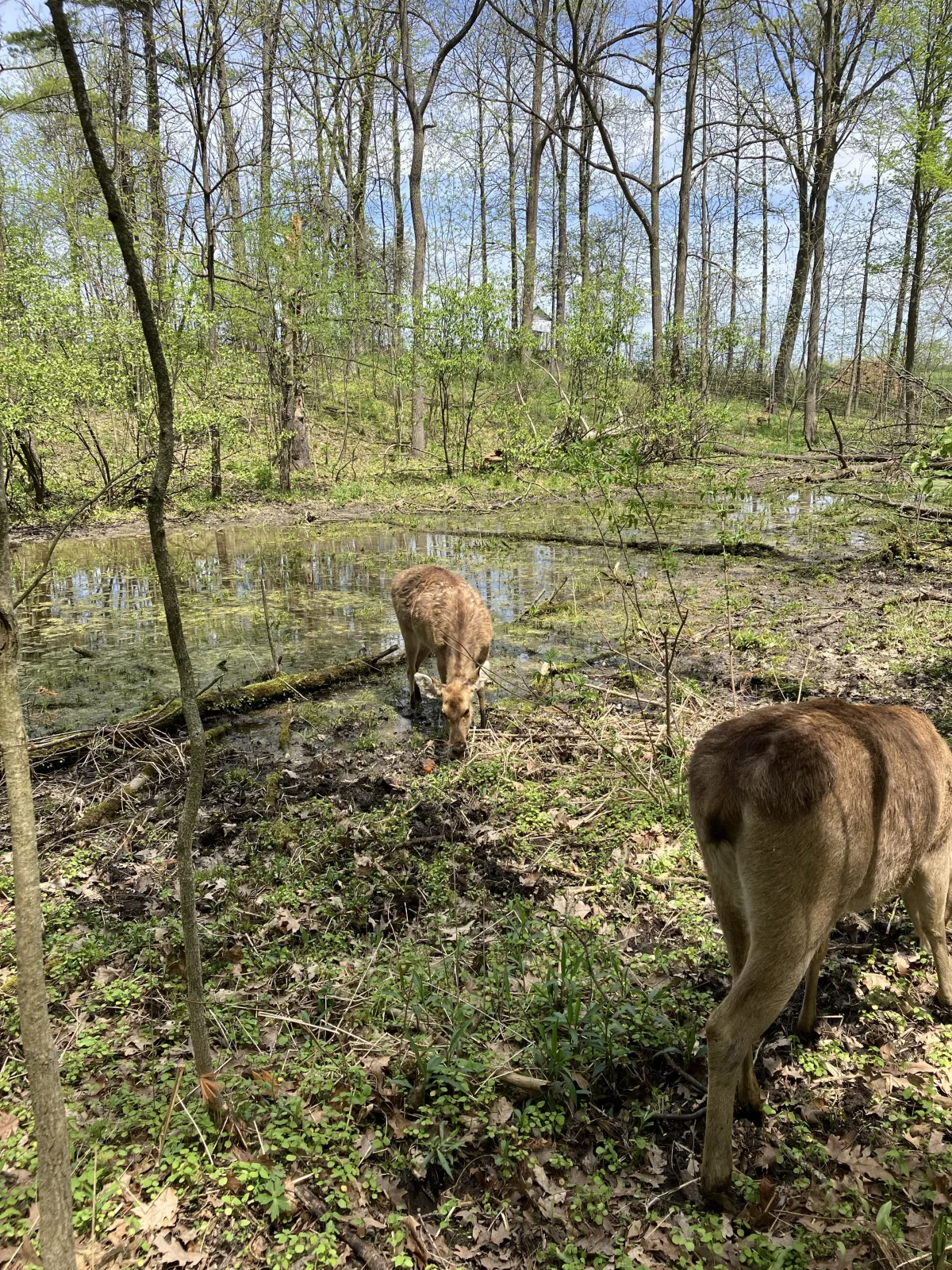 Fallow deer in a wooded wetland habitat at Twin Valley Zoo