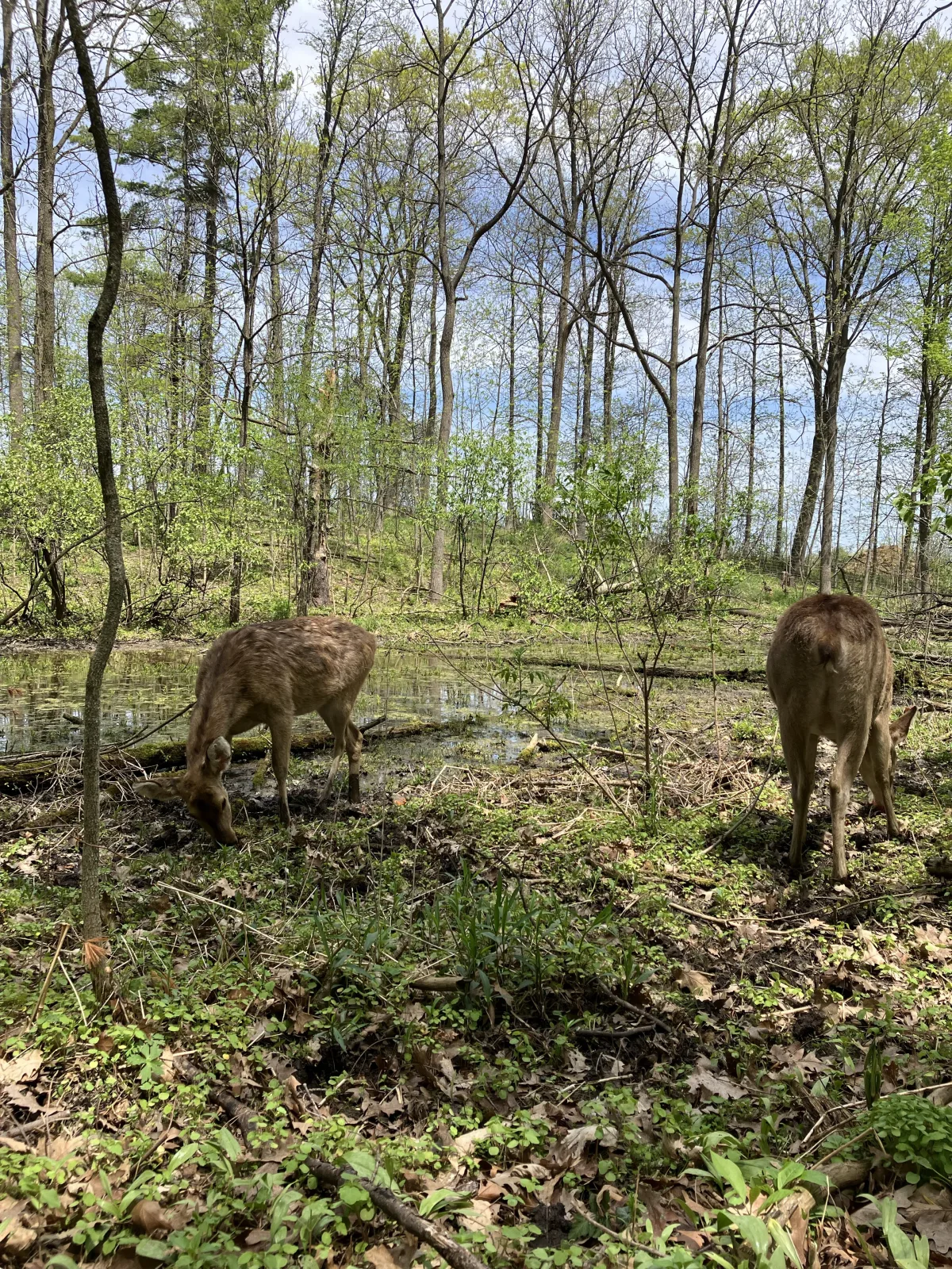 Two fallow deer grazing in a wooded habitat at Twin Valley Zoo