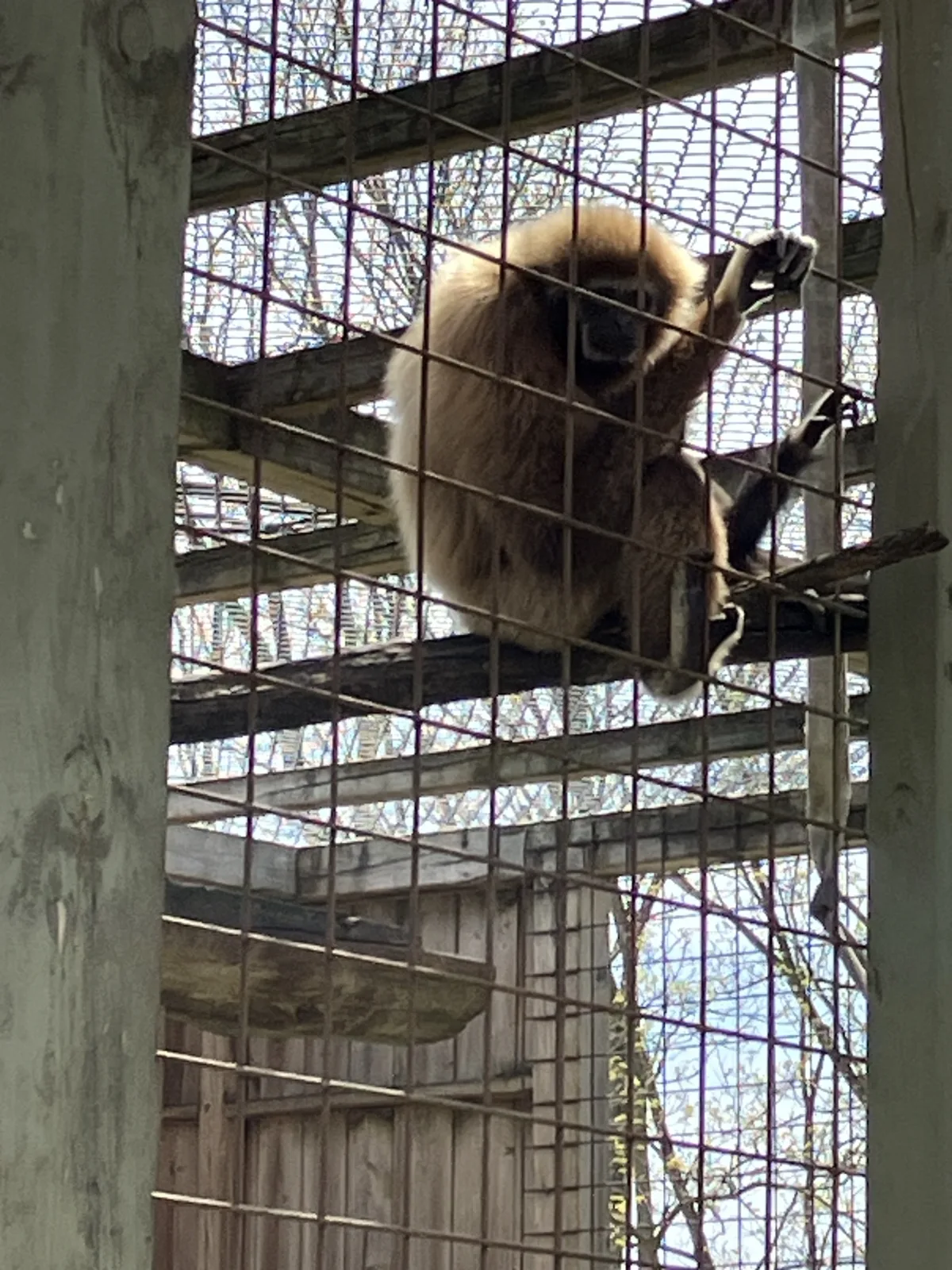 Gibbon holding the mesh in a wooded primate enclosure at Twin Valley Zoo