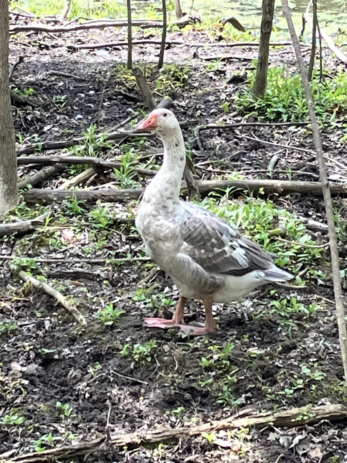 Grey and white goose standing in a wooded area at Twin Valley Zoo
