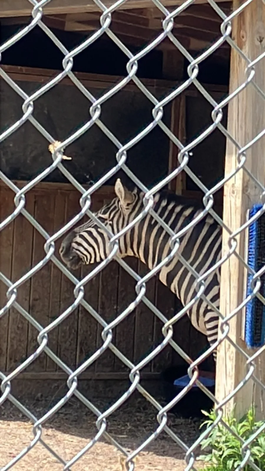 Grant's zebras standing together at Twin Valley Zoo near Brantford