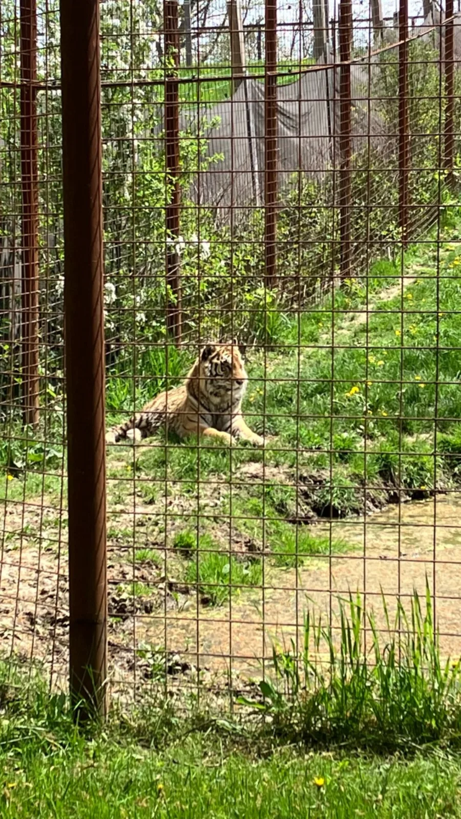 Siberian tiger resting beside water and grass at Twin Valley Zoo