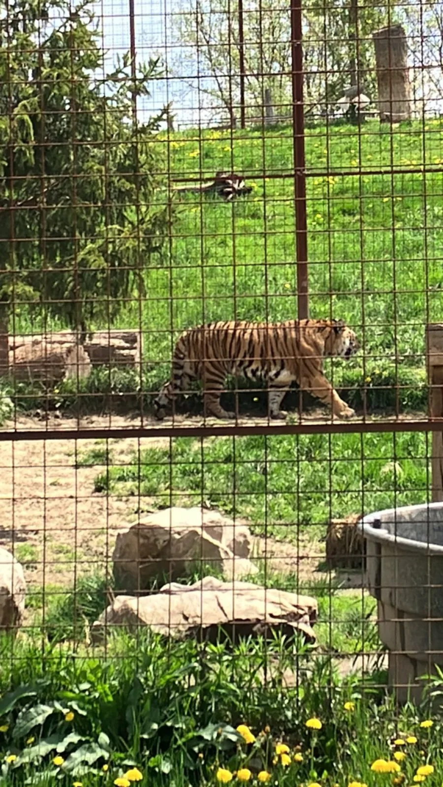 Siberian tiger walking through its habitat at Twin Valley Zoo