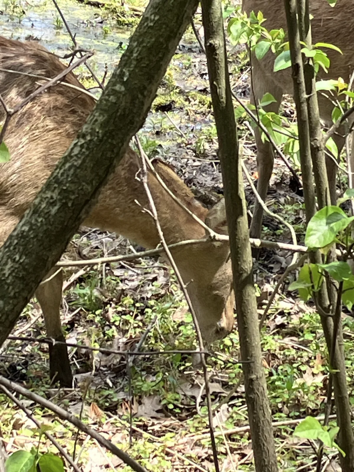 Close view of a fallow deer grazing among trees at Twin Valley Zoo