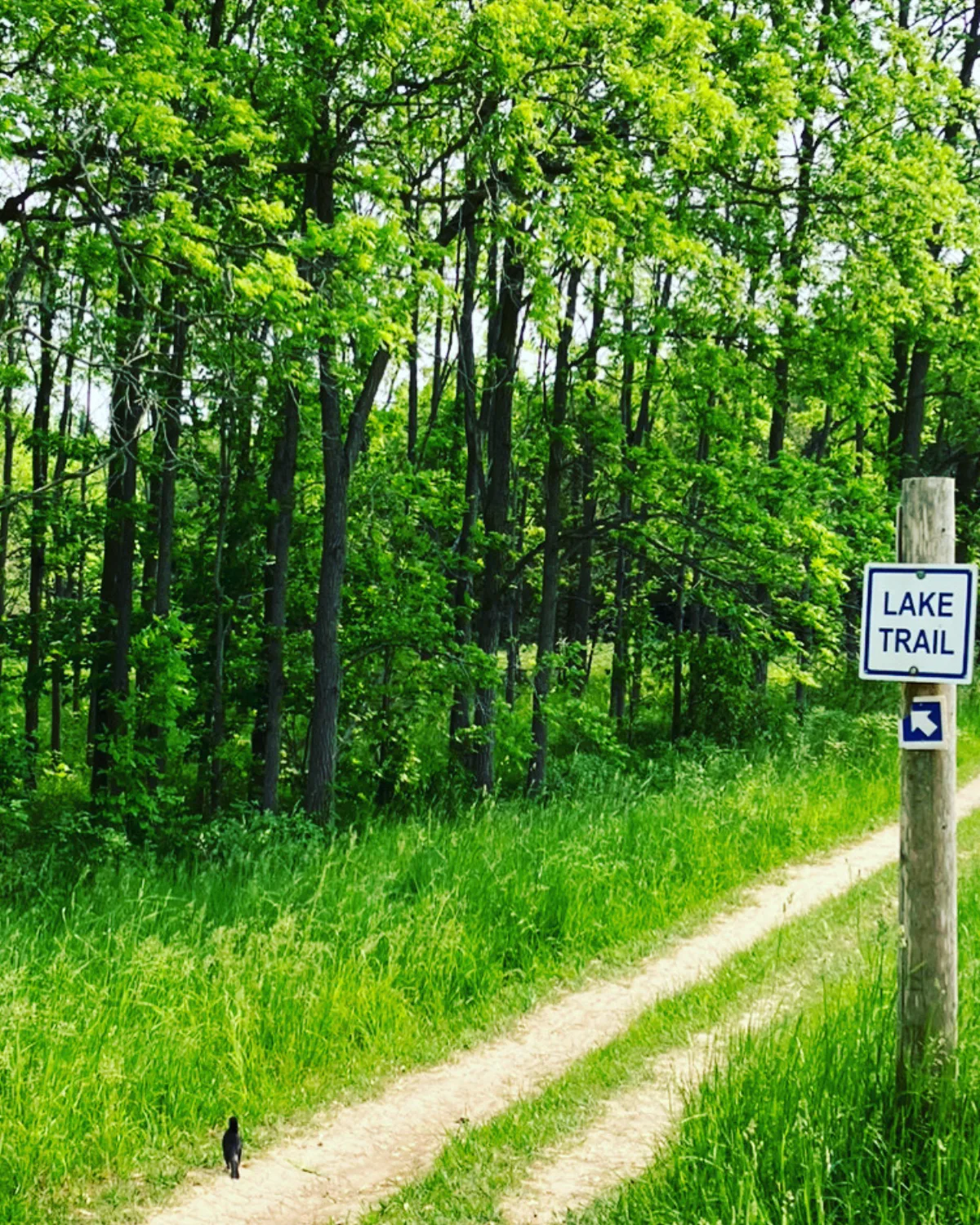 Wildwood Lake Trail sign beside a green forest path and a small black bird