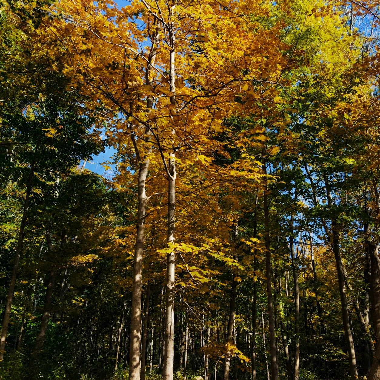 Golden fall canopy on a woodland trail in London Ontario
