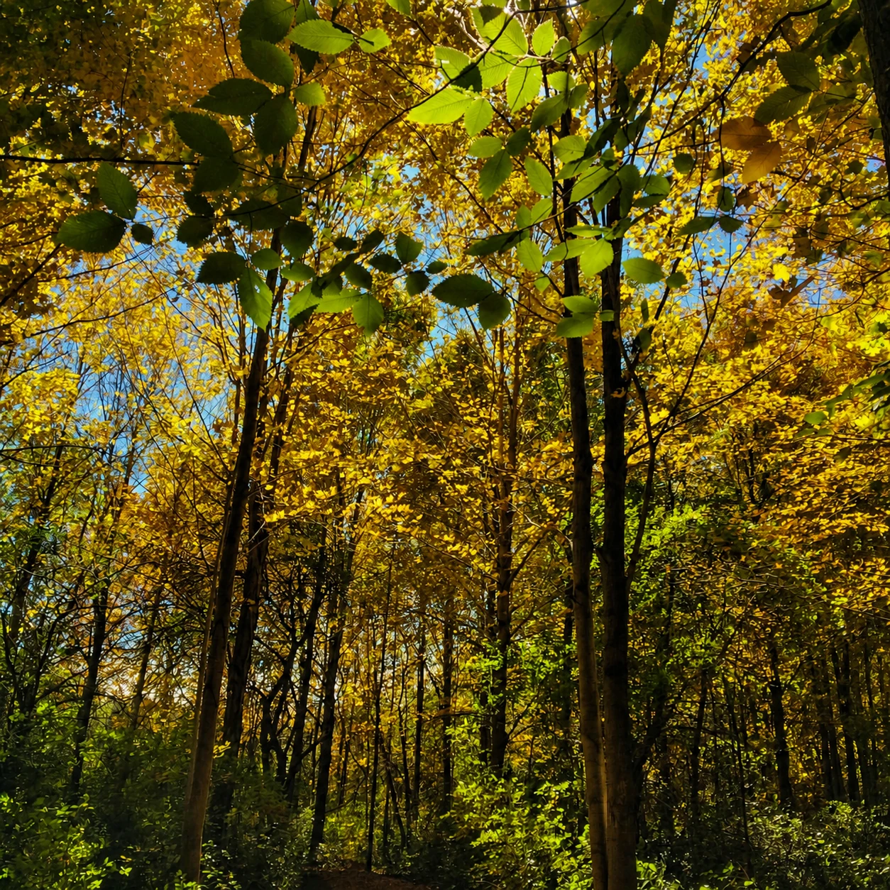 Sunlit green and gold leaves in a London Ontario woodland