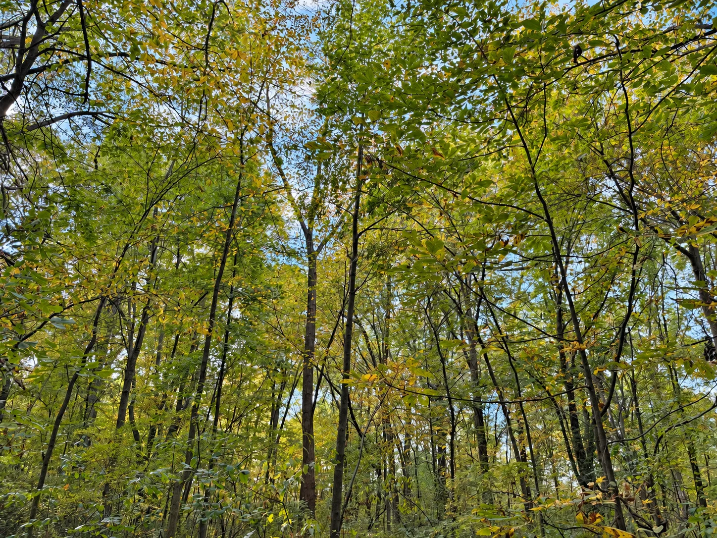 十月初 Tecumseh 的 McAuliffe Woods 林地。