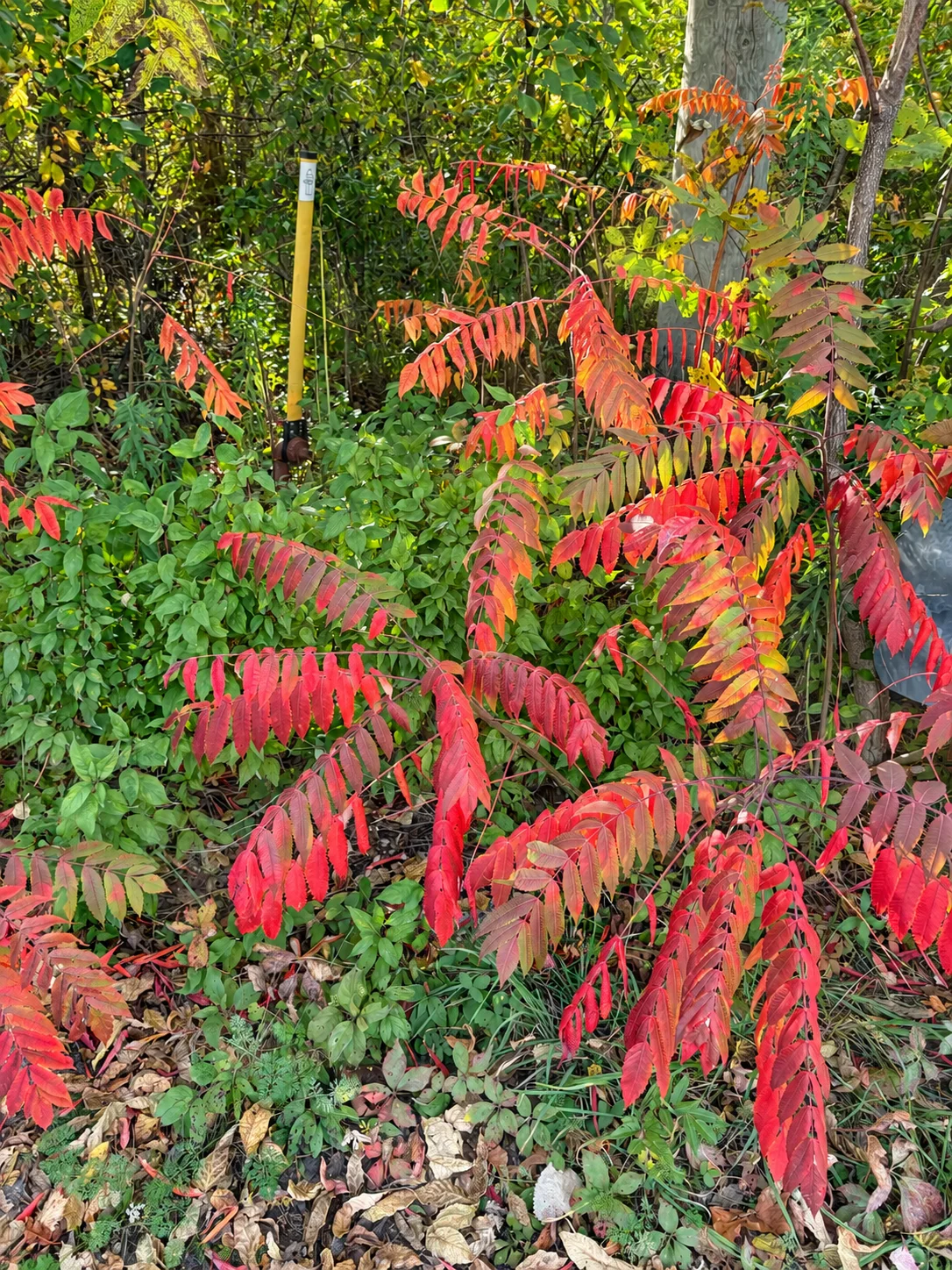 McAuliffe Woods 步道旁的紅橙色葉子。
