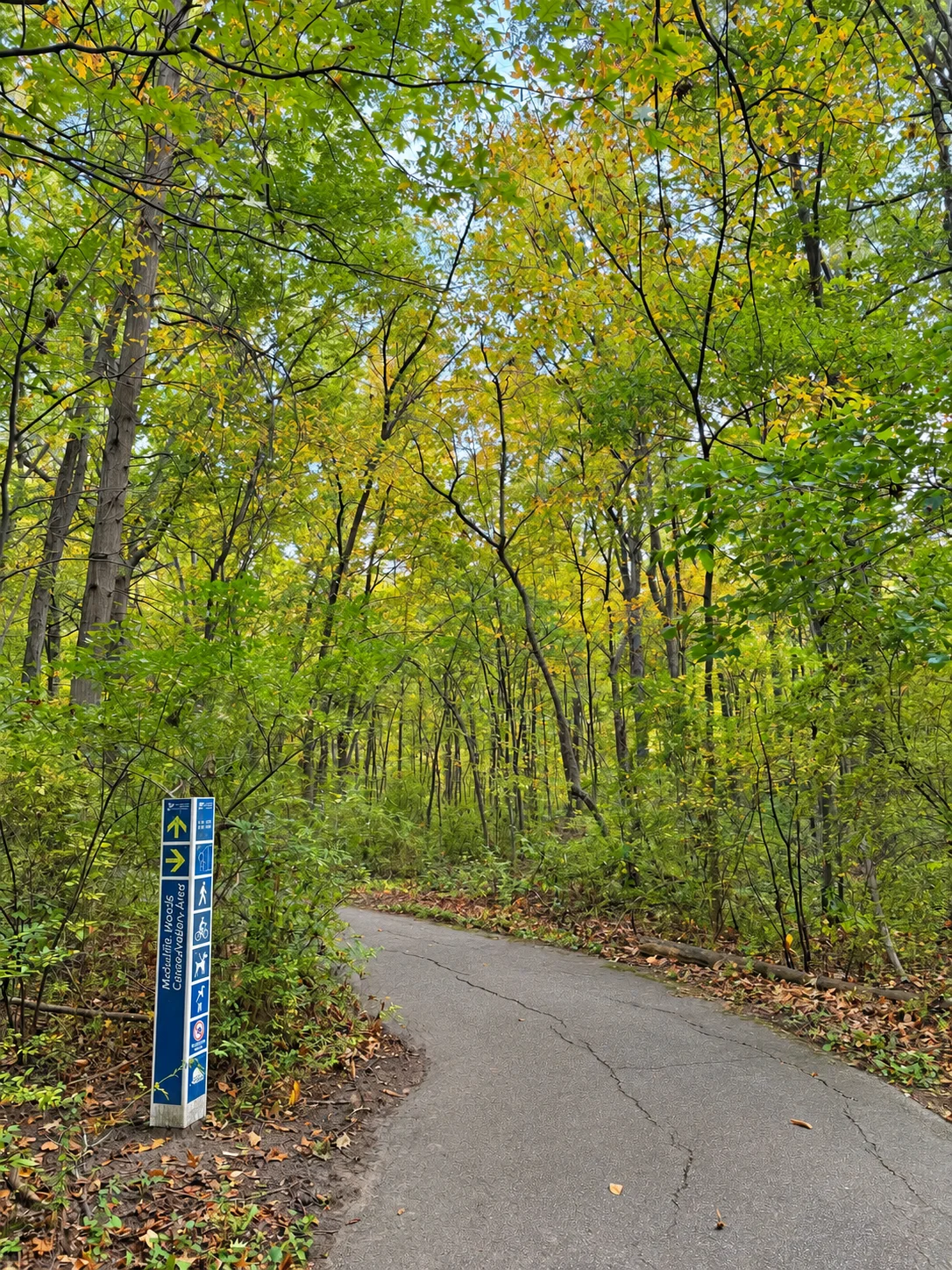 McAuliffe Woods 的鋪裝路段、指示牌與初秋樹冠。